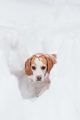 beagle  on nature in winter