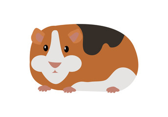 Guinea Pig Cavia Porcellus Isolated Cartoon Animal