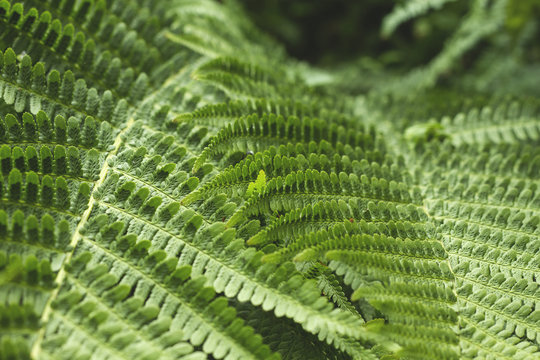 ferns close up