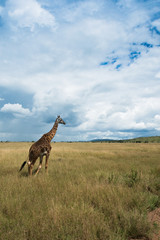 Giraffes at Serengeti national park, Tanzania, Africa