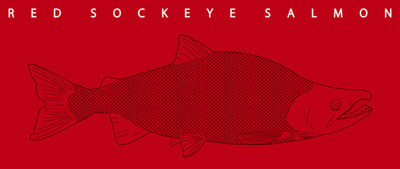 Hand drawn red sockeye salmon illustration.