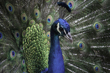Naklejka na ściany i meble PEACOCK, peacock, spring, close up, birds