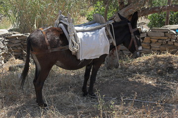 Esel auf Paros
