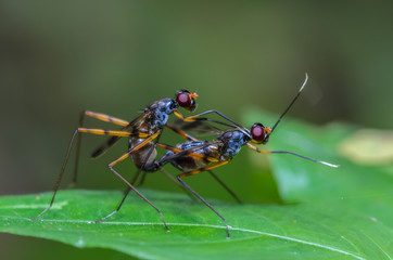 Stilt-legged fly, beautiful bug  mating on green leaf.