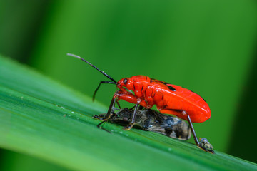 Orange bug, beautiful red bug was eating some food on leaves.