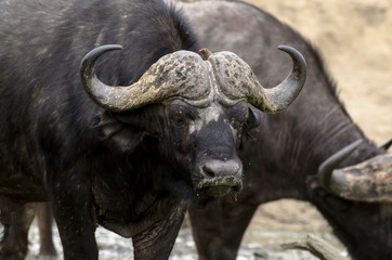 Buffle d'Afrique, Syncerus caffer, Parc national Kruger, Afrique du Sud