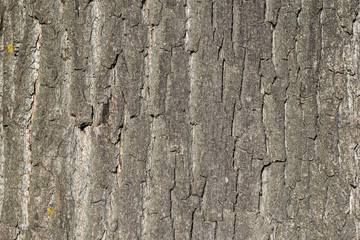 Bark tree trunk pattern detail wooden texture brown