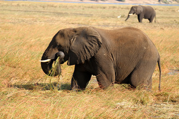 Elefant frisst Gras im Chobe Nationalpark