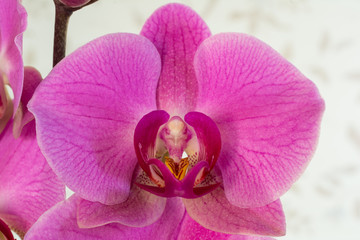 Pink flower of a tropical plant Phalaenopsis orchid.