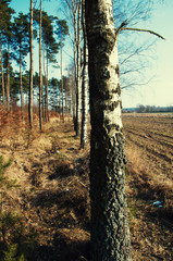 Obraz premium Birch trees in the turn of autumn and winter