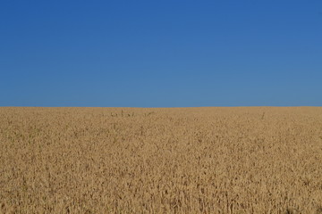 wheat field