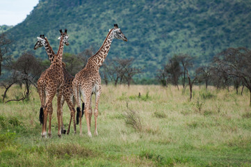 Giraffes at Serengeti national park, Tanzania, Africa