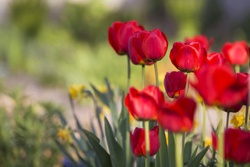 Fototapeta premium Easter Spring Flowers bunch. Beautiful red tulips bouquet. Elegant Mother's Day gift over nature green blurred background. Springtime. Copy space