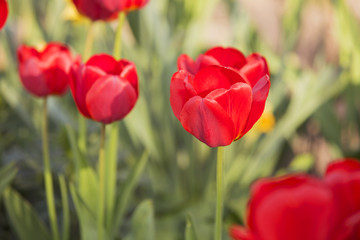 Easter Spring Flowers bunch. Beautiful red tulips bouquet. Elegant Mother's Day gift over nature green blurred background. Springtime. Copy space