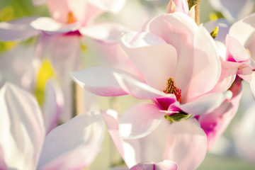 Beautiful magnolia flowers in sunny day .