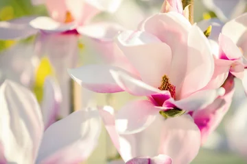 Tissu par mètre Magnolia Beautiful magnolia flowers in sunny day .