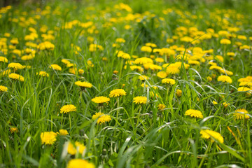 Dandelion on a green meadow