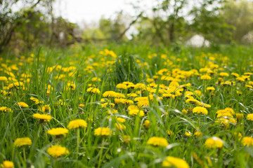 Dandelion on a green meadow