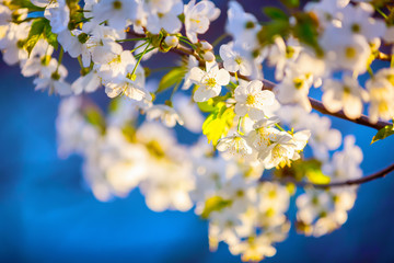 White cherry flowers with green leaves