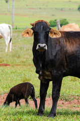 Black ox and other farm animals