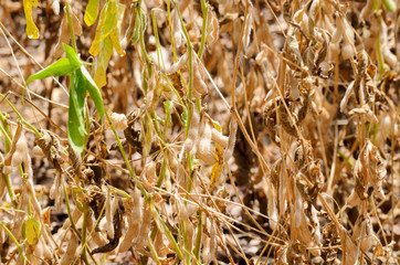 Close up on ripe soybeans ready for harvest