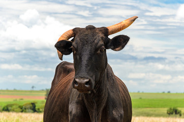 Black ox with crooked horns