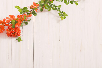 red flowers on white wooden background