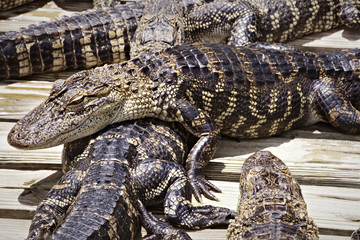 Krokodil schuppen echse
