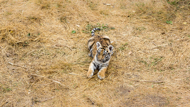 beautiful little tiger cub
