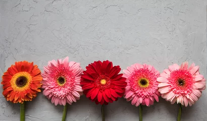 Washable Wallpaper Murals Gerbera Spring flowers Gerbera on the table of the cement concrete texture. March 8 concept. design pattern