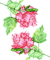 Obraz premium гибискус