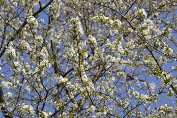 cherry flower in spring
