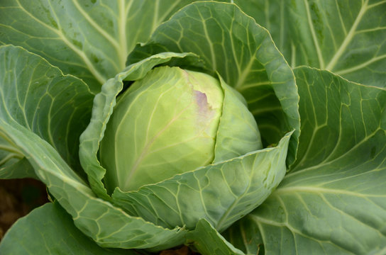 Cabbage varieties, "the June early" is growing in the garden 