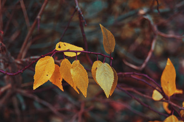 Autumn leaves on the branch of a Bush in the garden.