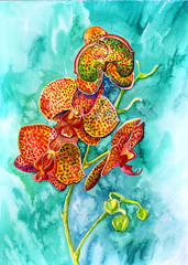 орхидея рыжая