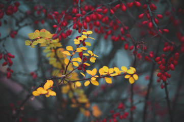 Autumn leaves and berries on the branch of a Bush in the garden.