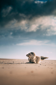 Seehund am Strand
