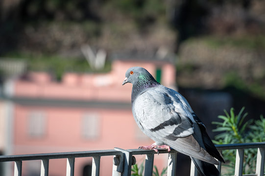 Grey dove is sitting on a fence in Riomaggiore town in Cinque Terre  national park, Italy