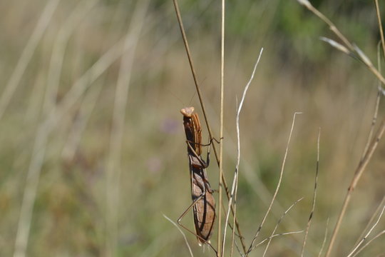  Mantis insects closeup