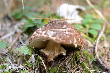 wild mushrooms close up