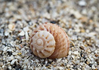 Schneckenhaus einer Meeresschnecke, Natur, USA