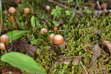 wild mushrooms close up