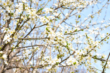 Apple tree, spring blooms in soft background of branches and sky, early spring white flowers, natural background