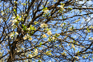 Apple tree, spring blooms in soft background of branches and sky, early spring white flowers, natural background