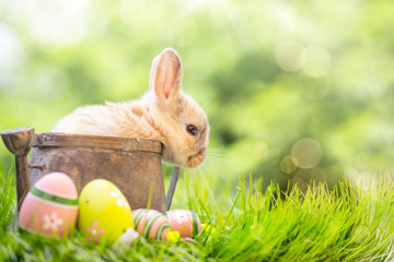 Kaninchen Baby Osterkarte  - 137999037