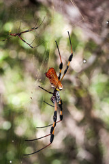 Golden silk orb-weaver, Natur, Spinnen, USA, Florida, Everglades