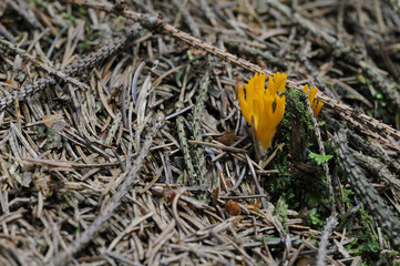 Fungi