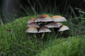 Fungi