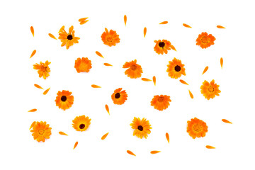 Obraz premium Flowers and petal Calendula (Calendula officinalis, pot marigold, ruddles, garden marigold, English marigold) on a yellow background with space for text. Top view, flat lay. Medicinal herb.