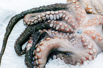 Octopus squid